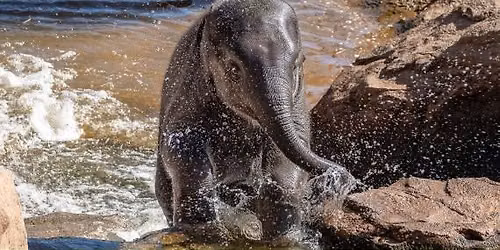World Elephant Day