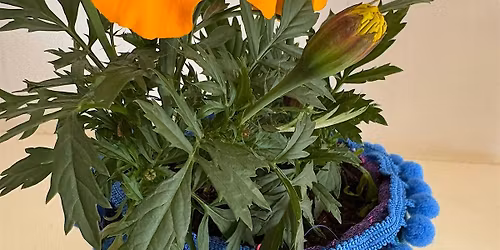 Festive Weave a Multipurpose Pot in Brighton