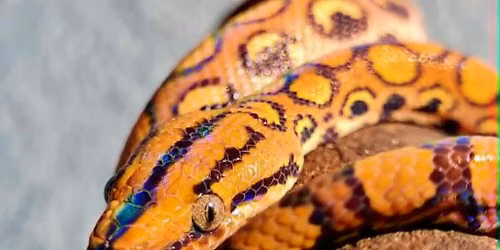 Pet Encounter - REPTILES at The Beacon Museum