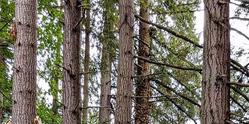 Plogging for Earth Day - Troll and Chocolate 