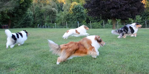 Annual Collie Rescue League of NE&NY picnic 