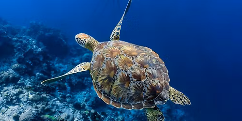 Sonja Brandt presents conservation work with birds and sea turtles