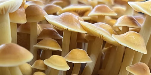 Myzel Risin\u2019 Farm Fresh Mushrooms @ YLNI Farmers Market - September 2026