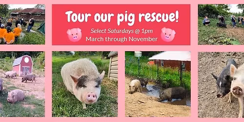 Tour a pig rescue!