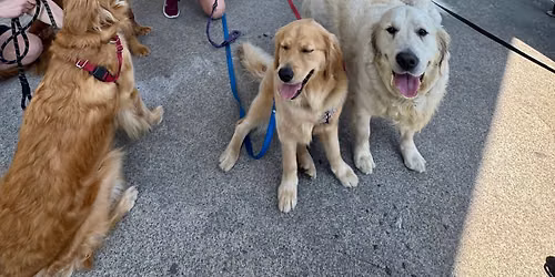 Golden Retrievers (& Doodles and English Creams) of Salem