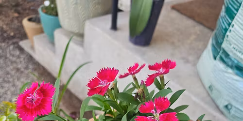 Master Gardeners at Waco Downtown Farmers Market: Container Gardening