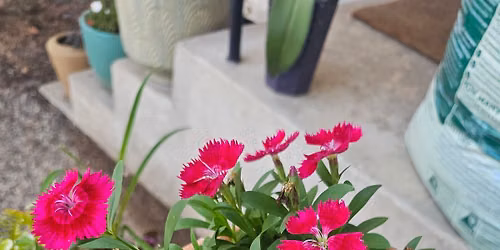 Master Gardeners at Waco Downtown Farmers Market: Container Gardening