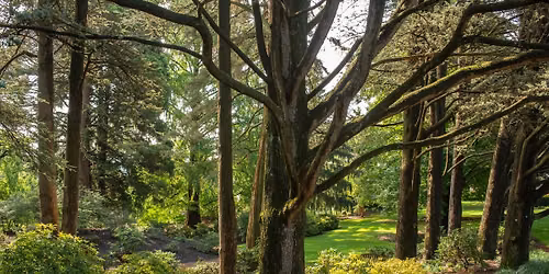 Intro to Forest Bathing with ANFT Forest Therapy Guide Lauren Berg