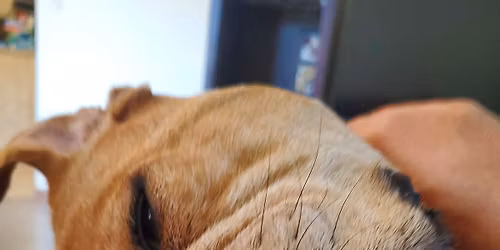 RRF's Valentine's Day w Your Fur Baby at METAZOA BREWING COMPANY! Sat Feb 14th 6pm-9pm EDT