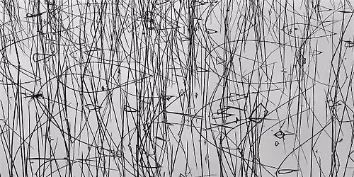 Holiday Program: Printed Patterns from Nature (AM session)