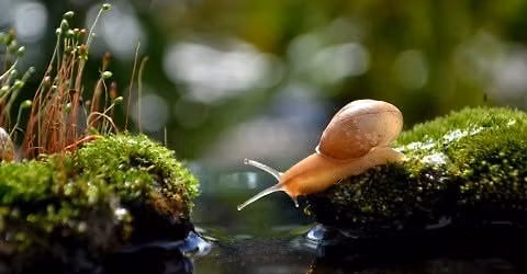 Hiwa-e-te-rangi: Dream Snail Creation