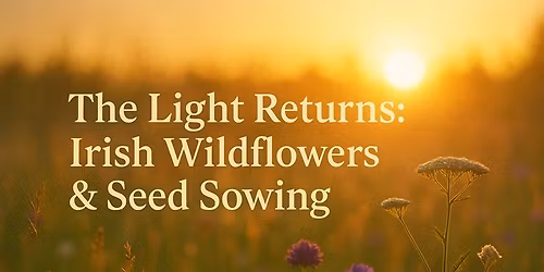 The Light Returns: Irish Wildflowers & Seed Sowing