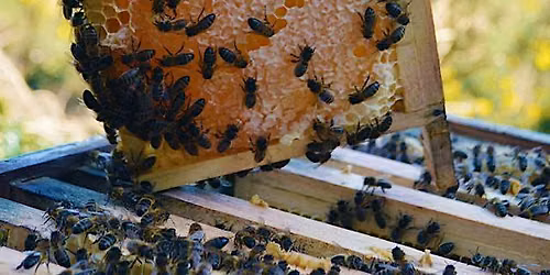 Beekeeping Series: Honey Extraction