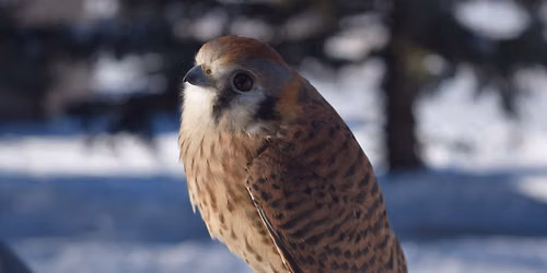 Raptor Presentation