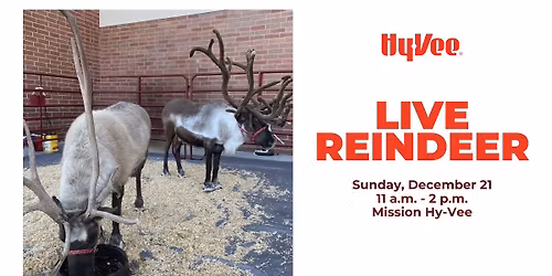 Live Reindeer at Hy-Vee \ud83e\udd8c 