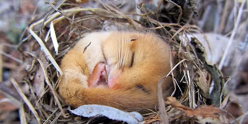 Fur, Feathers, and Fritillaries: Biodiversity Monitoring on Wildlife Trust Reserves