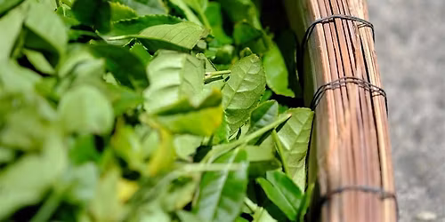 Chinese Vs. Japanese Green Teas