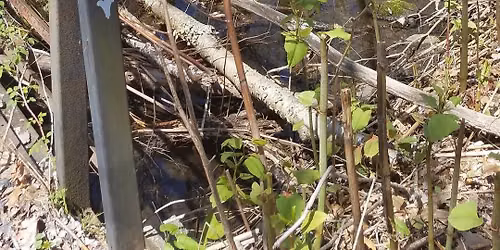 Grant Update: Riparian\/Invasive Plant Community Meeting