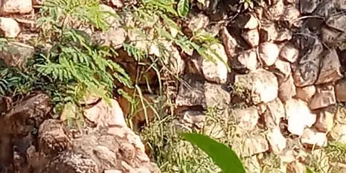 zoo