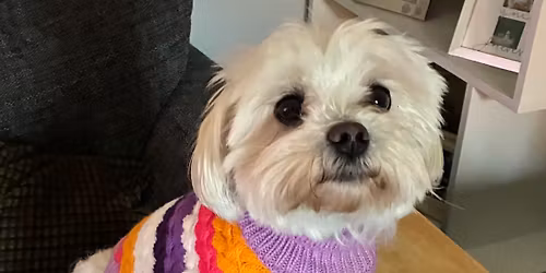 Love Loughborough Dog Fest