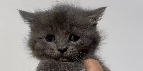 Kitten Party @ Delran Petsmart 
