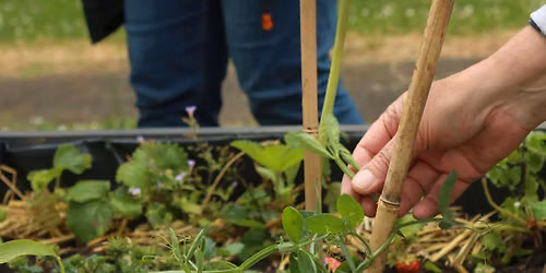 Rooting Together -  exploring Happy Healthy Hethersett's community project