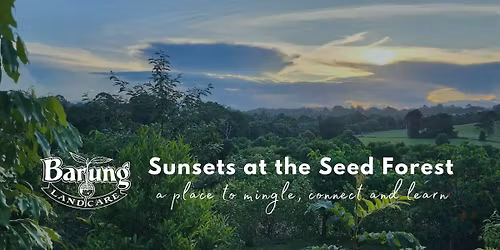 Sunsets at the Seed Forest November 2025