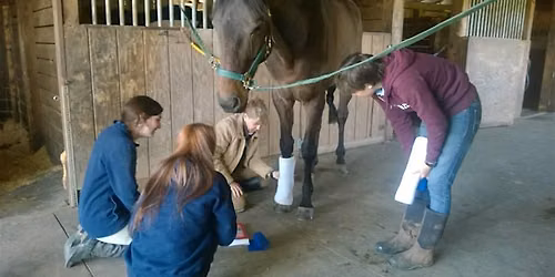 Unbridled Fun