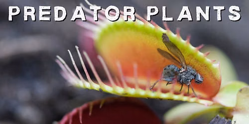 Predator Plants Presentation
