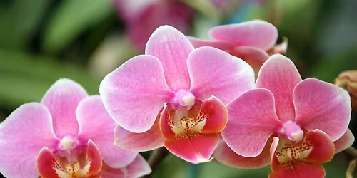 A Presentation on Orchids at Hakone Gardens