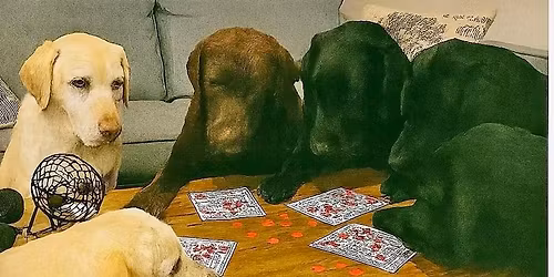 Sunshine & Squares: Bingo for Labs