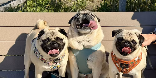 June Pug Meetup at Pier 6 in Brooklyn