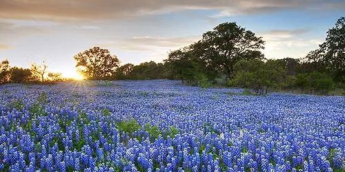 NPSOT Austin Chapter Fall Plant Sale