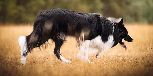 Focen\u00ed u ove\u010dek \u017dlutava 