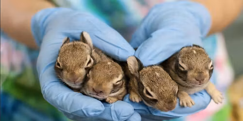 \ud83e\udd89 Shop for a Cause: Wildlife Rehab Yard Sale