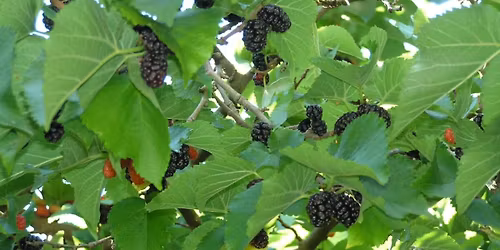 Samhain \ud83c\udf42