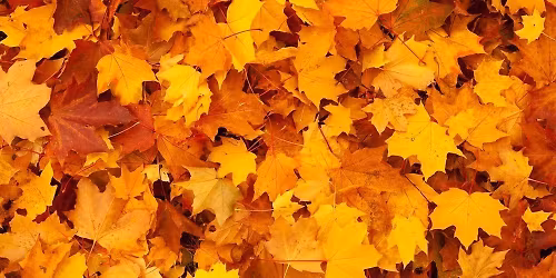 Pumpkin painting at Queen Street Mill Textile museum