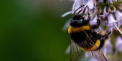 Pollination - Master Gardener Series
