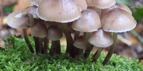 Langdon fungi talk & walk