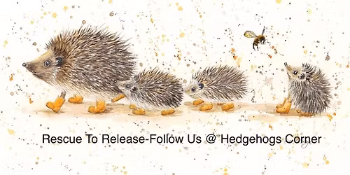 Hedgehogs corner tombola