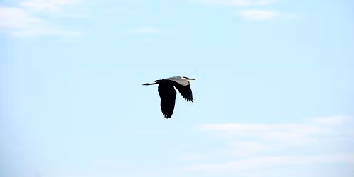 Dan Minock Memorial Duck Watch