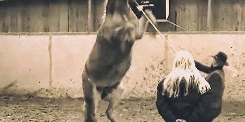 Horse Handling\/Safety Clinic