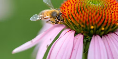 Native Plants for your Yard