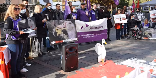 #Toulouse #Stopgavage #2025