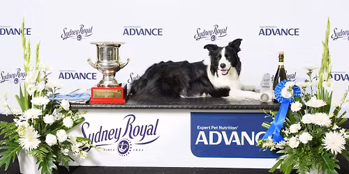 2026 Sydney Royal Dog Show