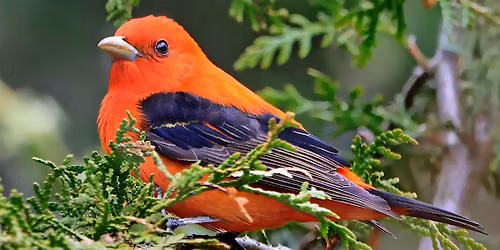 Birds of a Feather