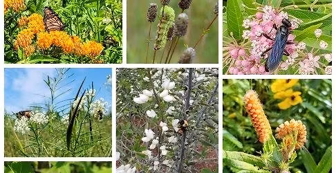 Native Plant Sale Pick Up