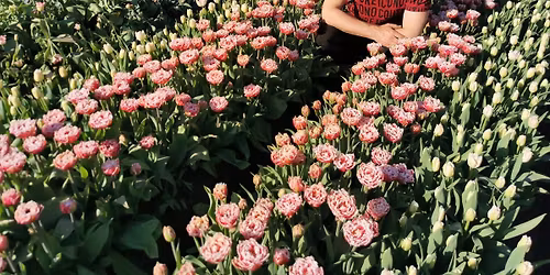 POETICUS \u2013 talunartsiss! Sibullillede kasvatamise saladused!