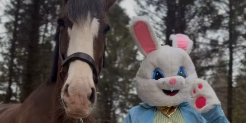 Easter with Lochside Clydesdales