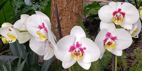 A Magical Night in the Garden